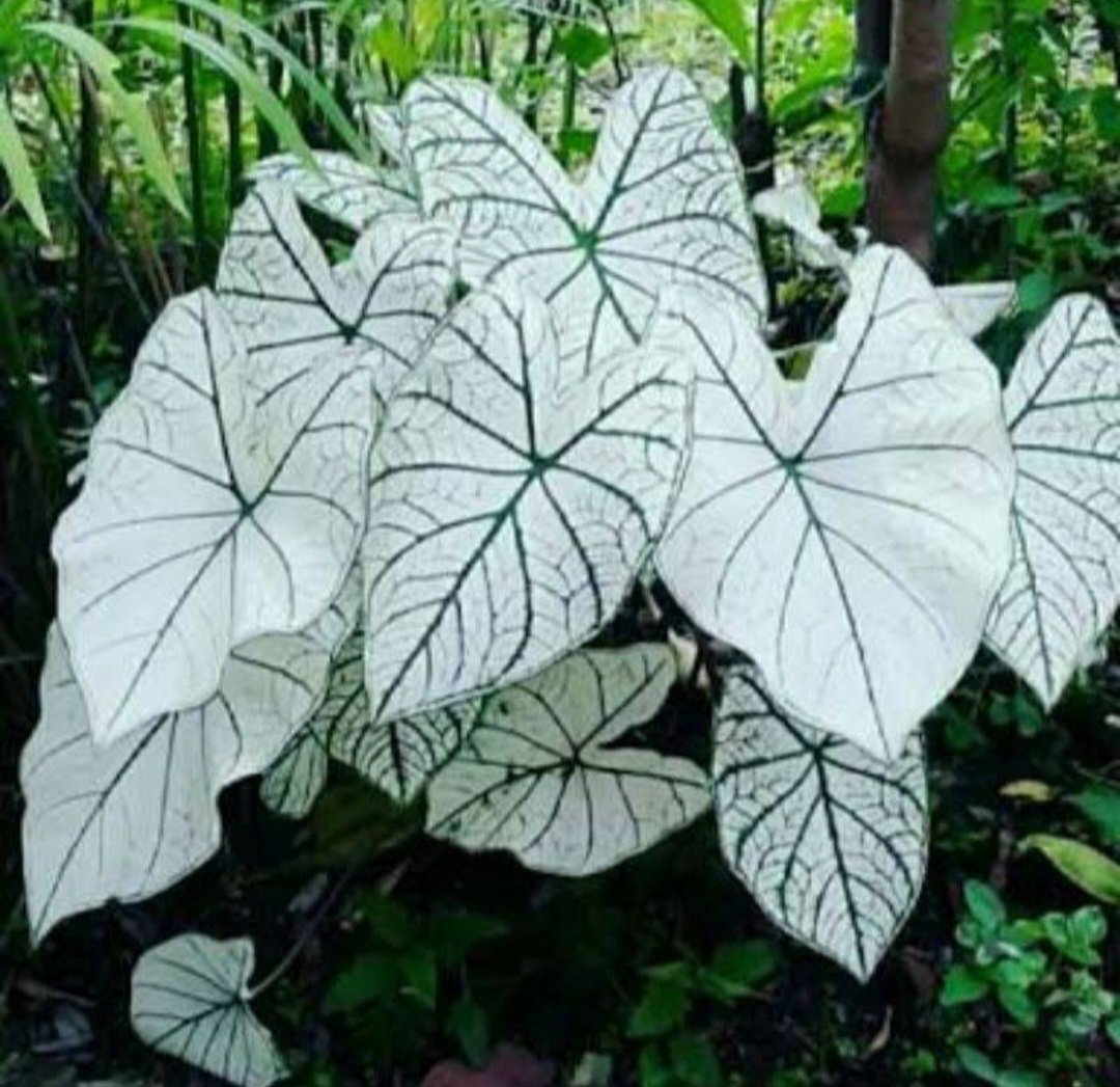 White Christmas Caladium Flower Home Rare Plant Live Garden plant Easy Care Live Plant