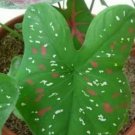 Florida Clown Tricolor Caladium Flower Home Rare Plant Live Garden plant Easy Care Live Plant