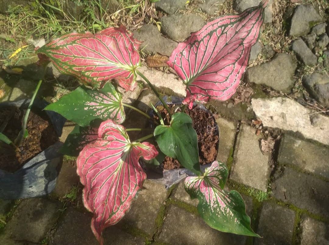 Thai Beauty Caladium Flower Home Rare Plant Live Garden plant Easy Care Live Plant