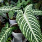 Xanthosoma lindenii Magnificum Flower Home Rare Plant Live Garden plant Easy Care Live Plant