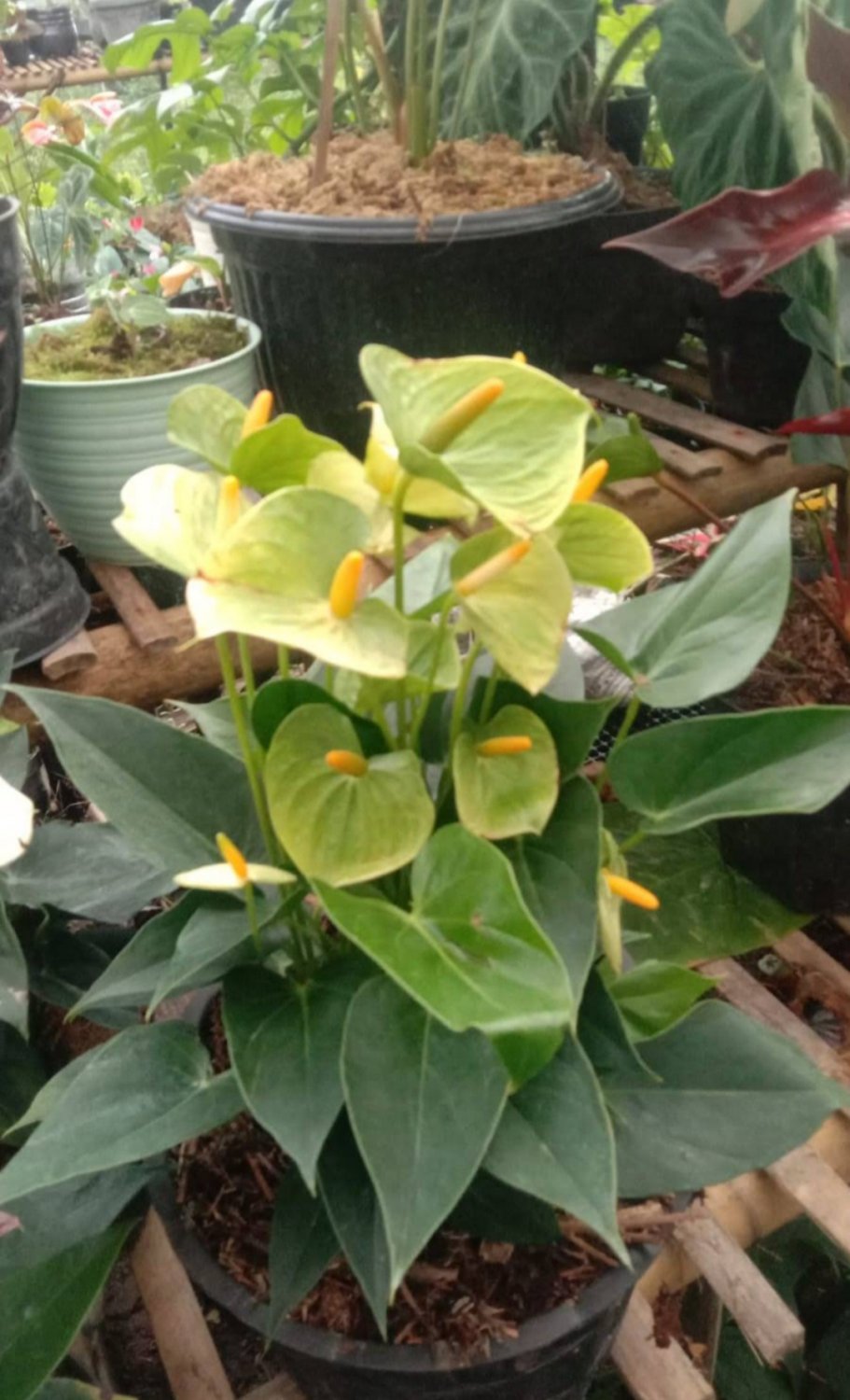 Anthurium Yellow &acirc;�� Vanilla &acirc;�� Plant Flower Home Rare Plant Live Garden plant Easy Care Live Plant