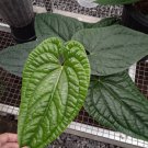 Anthurium radicans x luxurians Plant Flower Home Rare Plant Live Garden plant Easy Care Live Plant