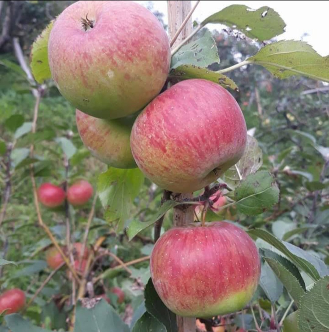 Gala Apple Tree Fruit Plant Home Rare Plant Live Garden plant Easy Care Live Plant