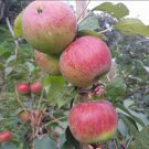 Gala Apple Tree Fruit Plant Home Rare Plant Live Garden plant Easy Care Live Plant