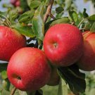 Fuji Apple Tree Fruit Plant Home Rare Plant Live Garden plant Easy Care Live Plant