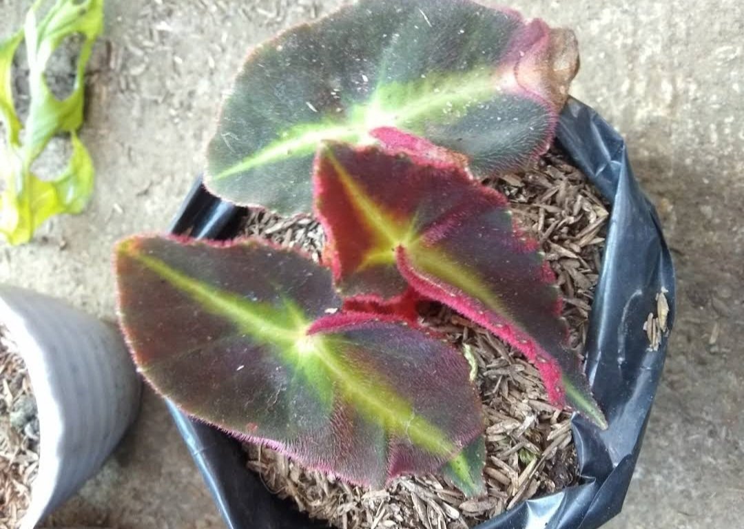 Begonia Listada Plant Home Rare Plant Live Garden plant Easy Care Live Plant