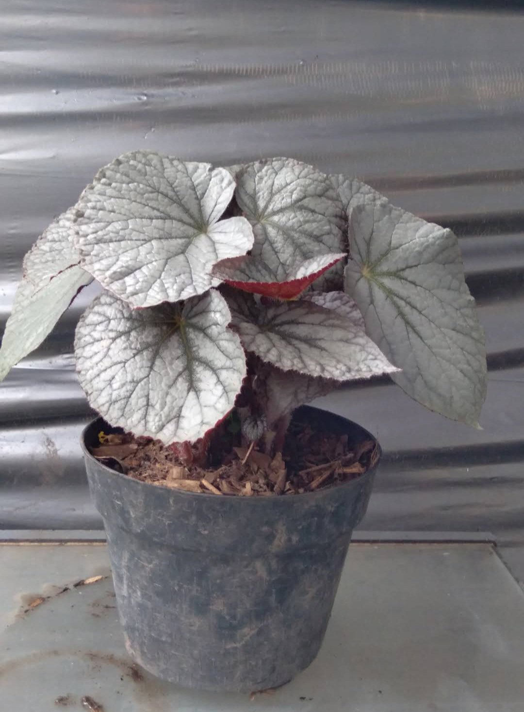 Rex Begonia &acirc;��Silver Dollar&acirc;�� Plant Home Rare Plant Live Garden plant Easy Care Live Plant