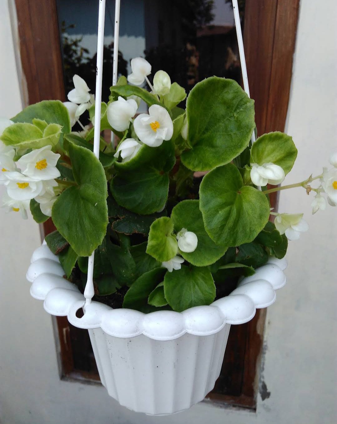 Begonia Semperflorens White Plant Home Rare Plant Live Garden plant Easy Care Live Plant