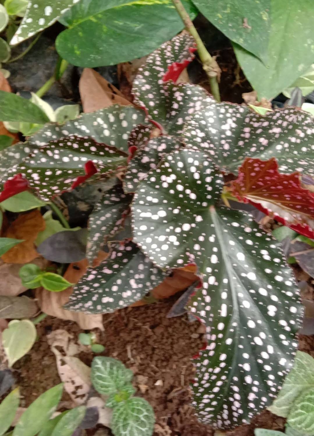 Begonia Angel Wing Polka Dot Hybrid Plant Home Rare Plant Live Garden plant Easy Care Live Plant