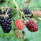 Triple Crown Thornless Blackberry Plant Home Rare Plant Live Garden plant Easy Care Live Plant