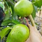 Black Sapote Chocolate Pudding Plant Home Rare Plant Live Garden plant Easy Care Live Plant
