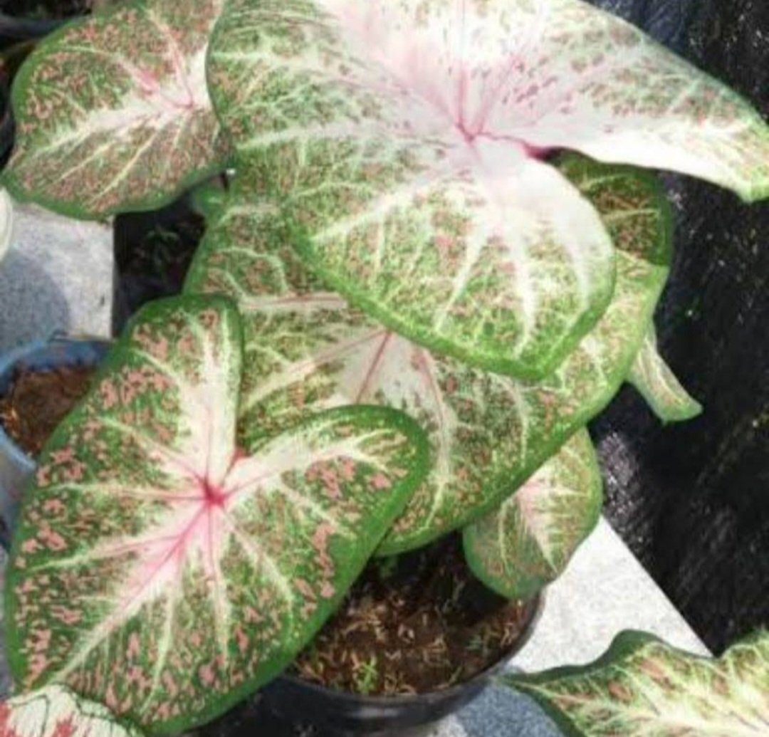 Bulbs Caladium 'Galaxy' Plant Home Rare Plant Live Garden Easy Care Live Plant