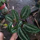 Calathea Silver Back Plant Home Rare Plant Live Garden Easy Care Live Plant