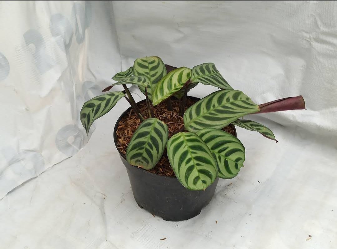 Calathea Burle Marx Plant Home Rare Plant Live Garden Easy Care Live Plant