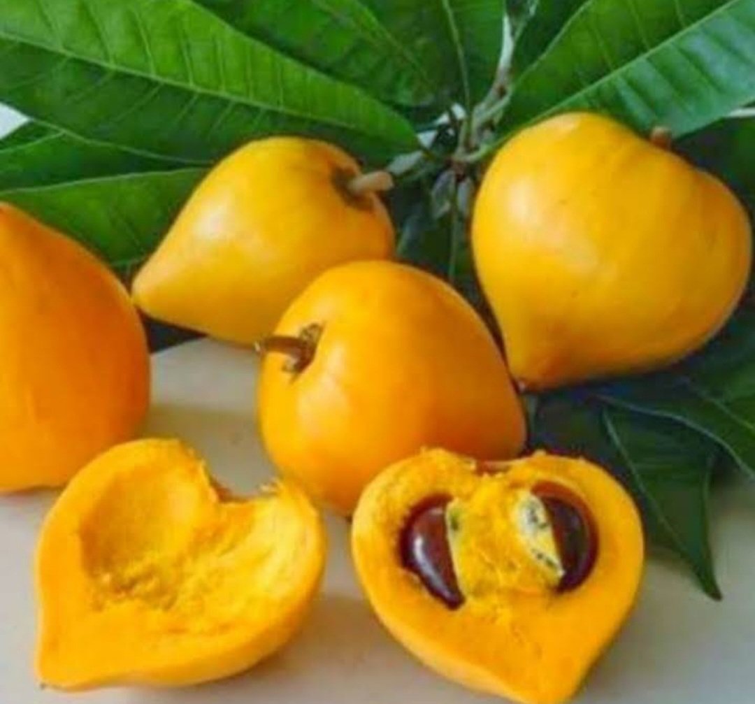 Canistel Yellow Sapote Egg Fruit Plant Home Rare Plant Live Garden Easy Care Live Plant