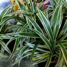 Chlorophytum Comosum 'Bonnie' Flower Plant Home Rare Plant Live Garden Easy Care Live Plant