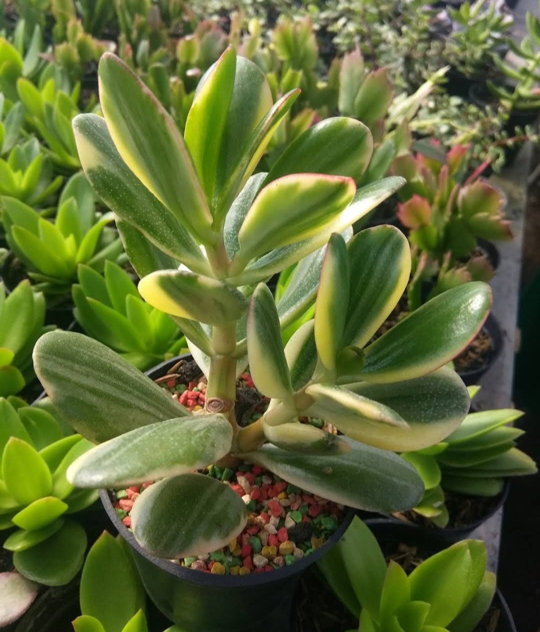 Crassula Ovata Variegata Jade Flower Plant Home Rare Plant Live Garden Easy Care Live Plant