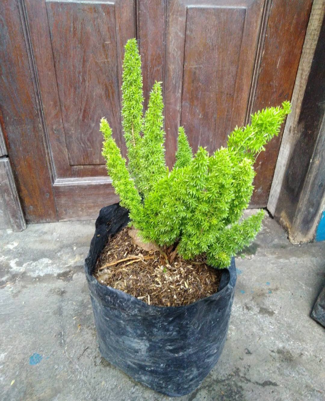 Foxtail (Asparagus Meyeri) Flower Plant Home Rare Plant Live Garden Easy Care Live Plant