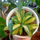 Hoya Carnosa 'Krimson Princess' Flower Plant Home Rare Plant Live Garden Easy Care Live Plant
