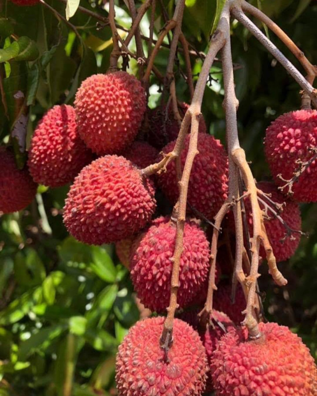 Large Sweetheart Lychee fruit tree Plant Home Rare Plant Live Garden Easy Care Live Plant