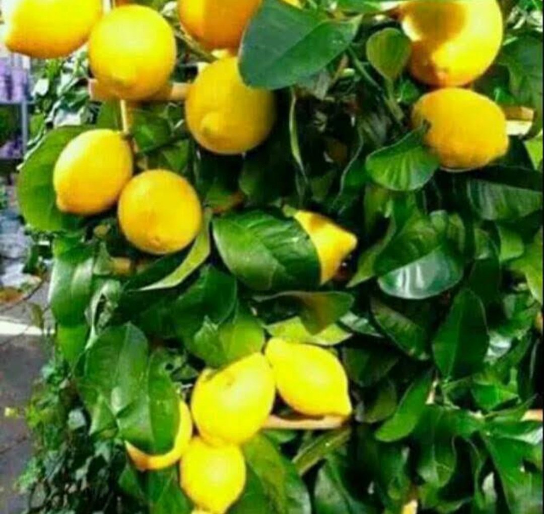 Meyer Lemon fruit tree Plant Home Rare Plant Live Garden Easy Care Live Plant