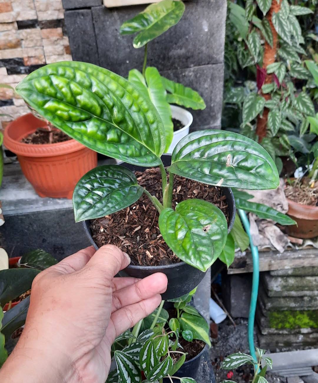 Monstera Karstenianum Peru Flower Plant Home Rare Plant Live Garden Easy Care Live Plant