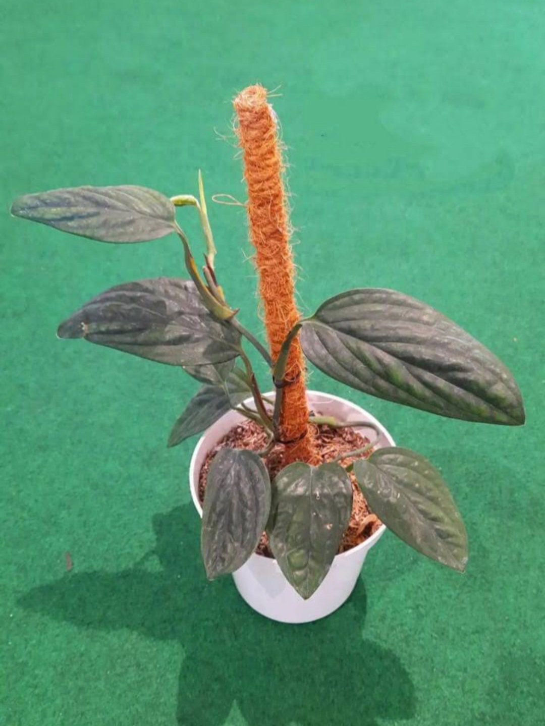 Monstera Peru Flower Plant Home Rare Plant Live Garden Easy Care Live Plant