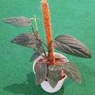 Monstera Peru Flower Plant Home Rare Plant Live Garden Easy Care Live Plant