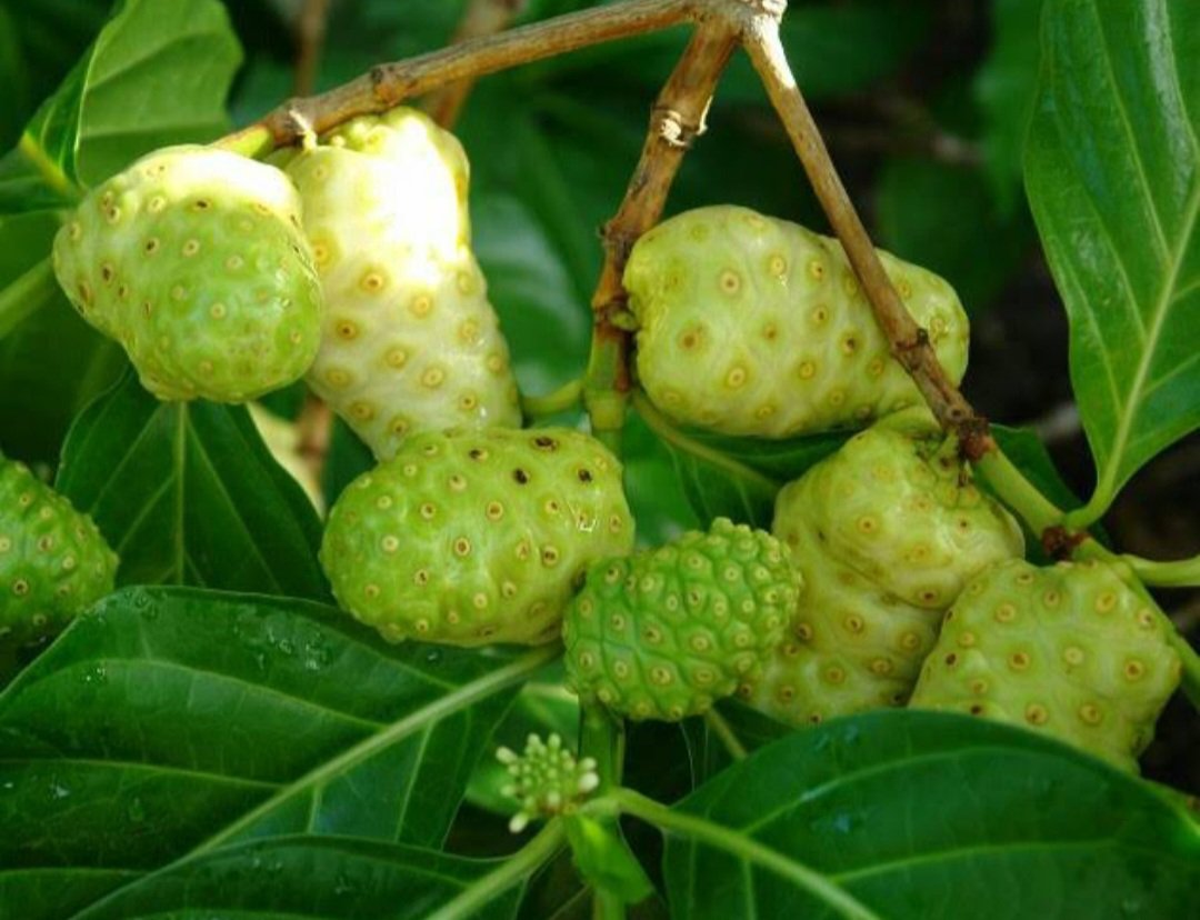 Hawaiian Noni Tree Plant Home Rare Plant Live Garden Easy Care Live Plant