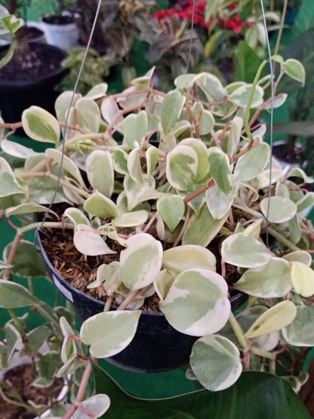 Peperomia Scandens Variegata Flower Plant Home Rare Plant Live Garden Easy Care Live Plant