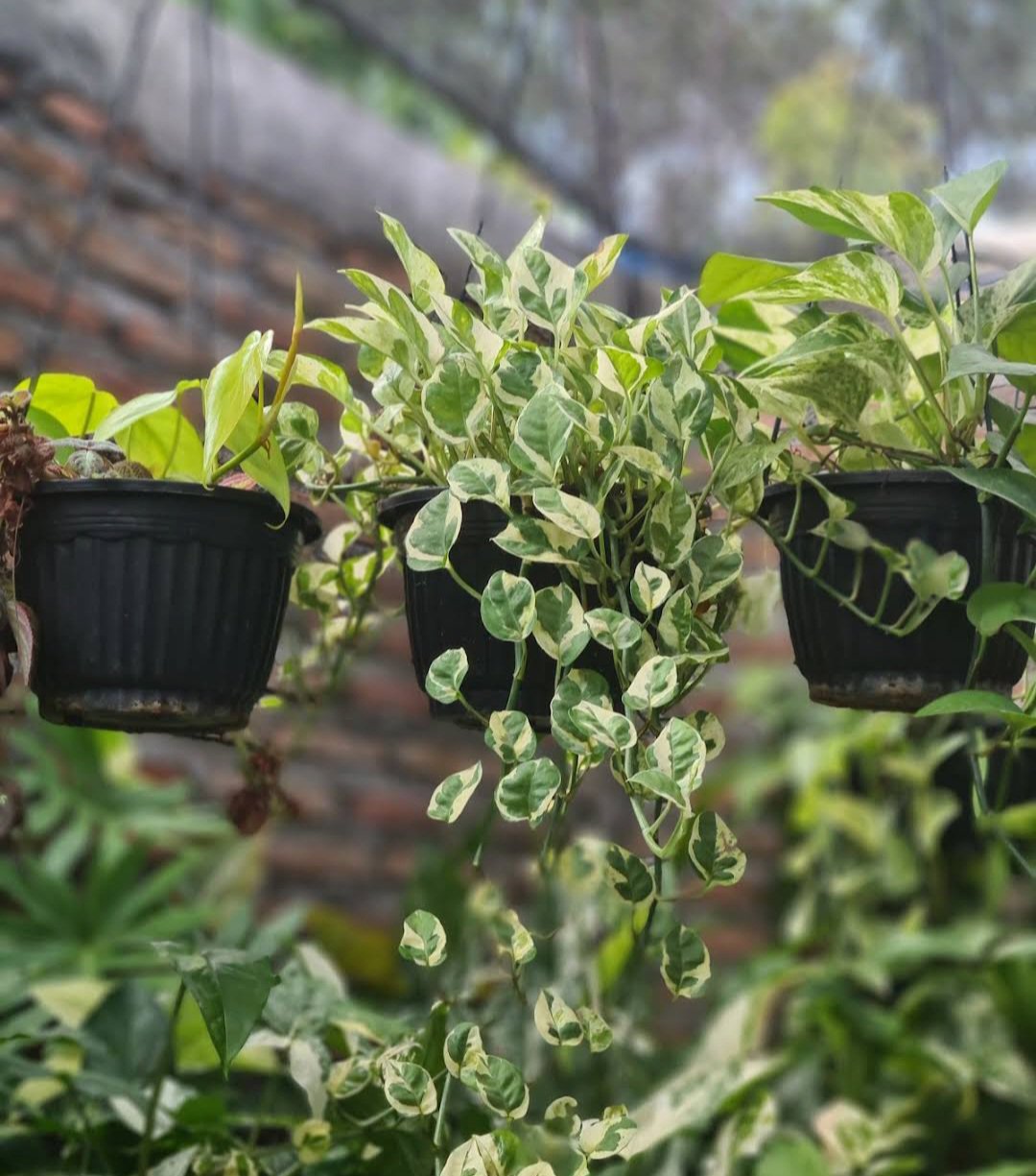 N&acirc;��Joy Variegated Pothos Flower Plant Home Rare Plant Live Garden Easy Care Live Plant