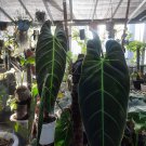 Philodendron Melanochrysum Flower Plant Home Rare Plant Live Garden Easy Care Live Plant