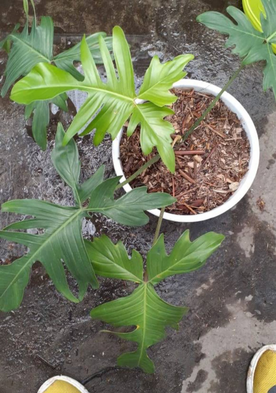 Philodendron Florida beauty green Flower Home Rare Plant Live Easy Care Live Plant