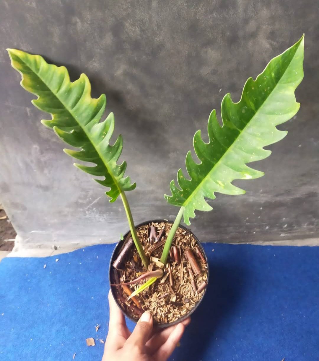Philodendron crocodile Flower Home Rare Plant Live Easy Care Live Plant