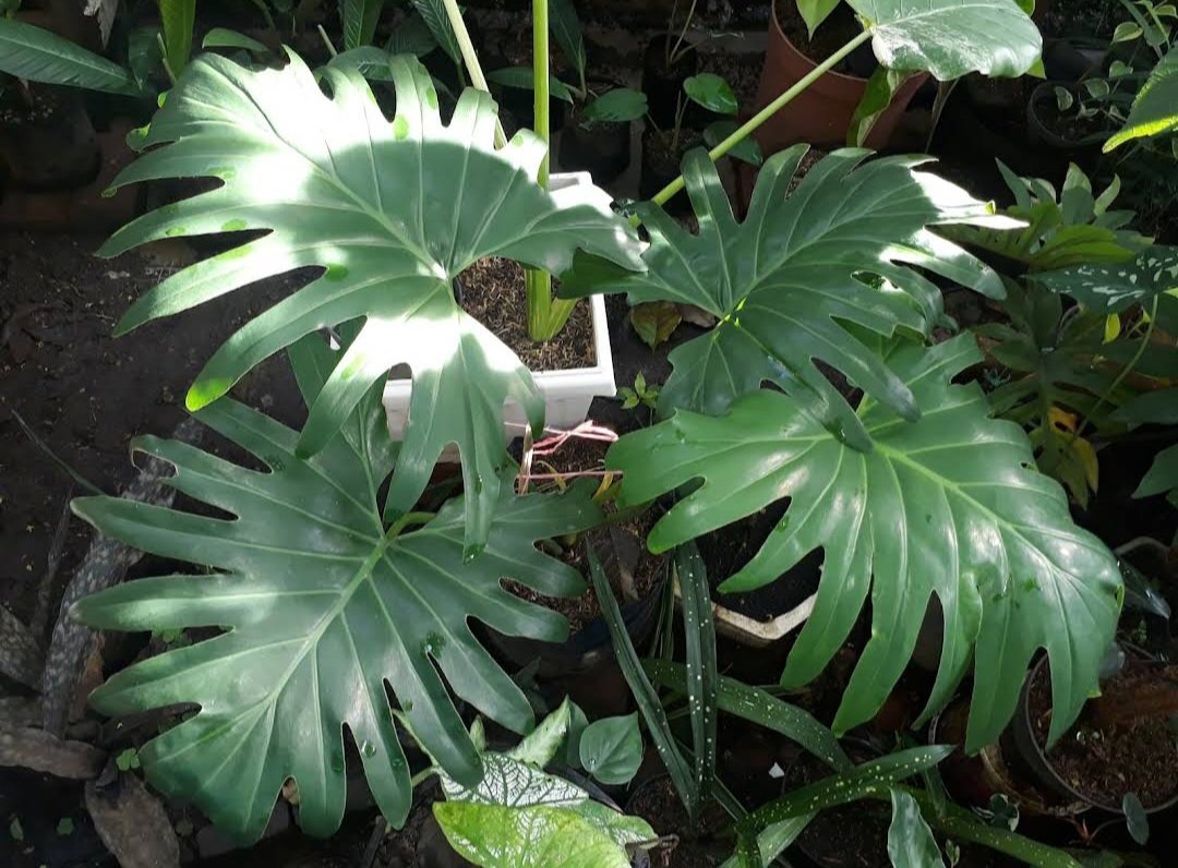 Philodendron Mayoi Flower Home Rare Plant Live Easy Care Live Plant