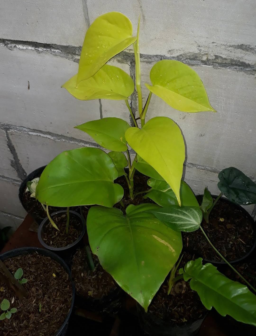 Neon Lemon lime Pothos Flower Home Rare Plant Live Easy Care Live Plant