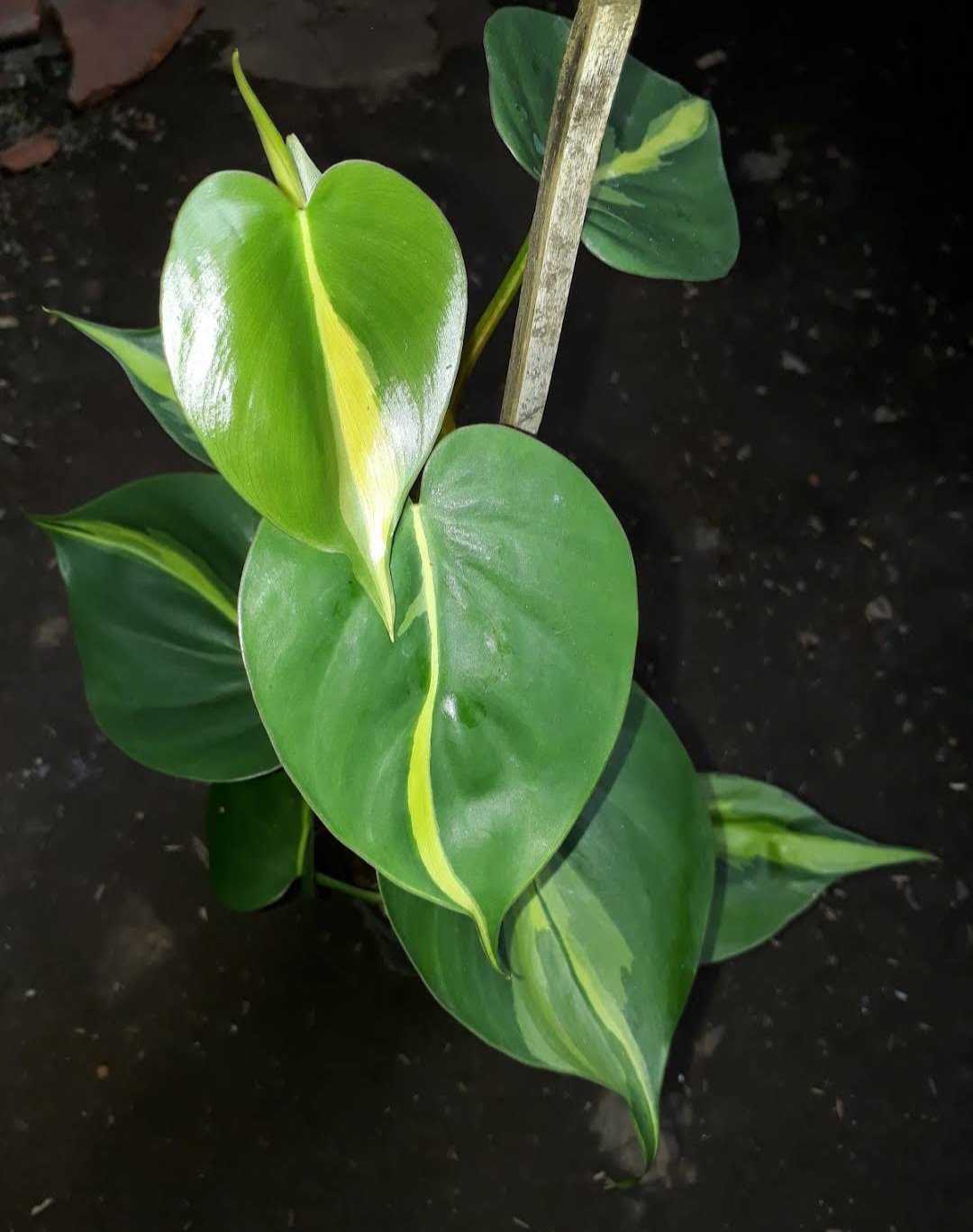 Philodendron Brasil Flower Home Rare Plant Live Easy Care Live Plant