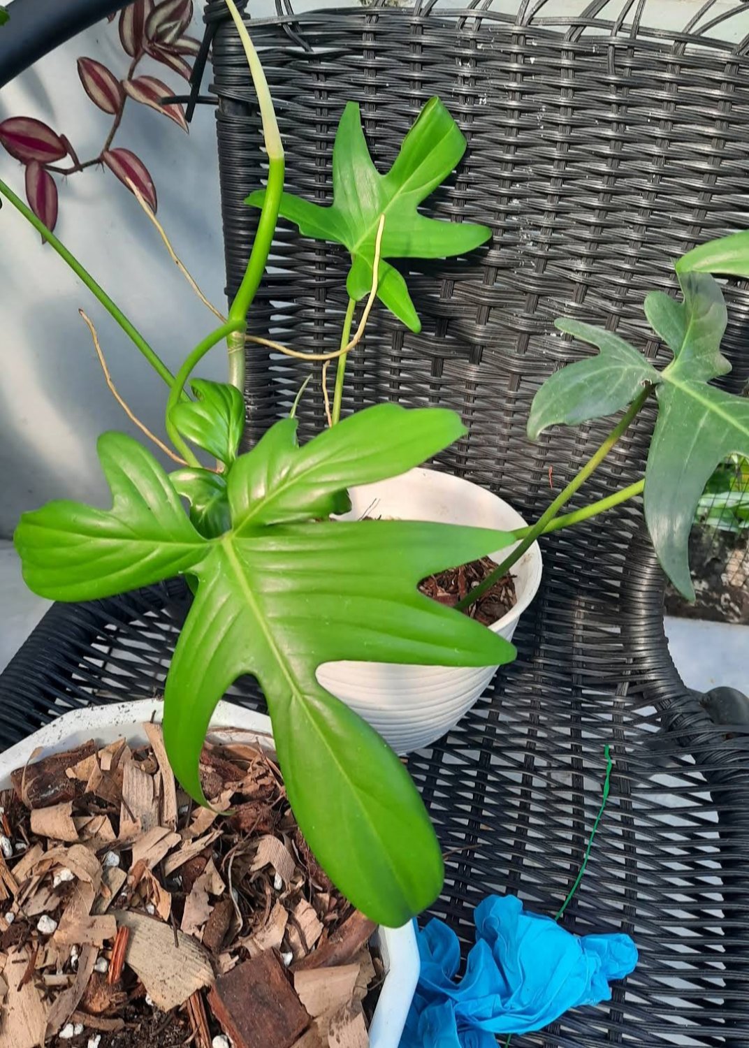 Philodendron Florida Flower Home Rare Plant Live Easy Care Live Plant