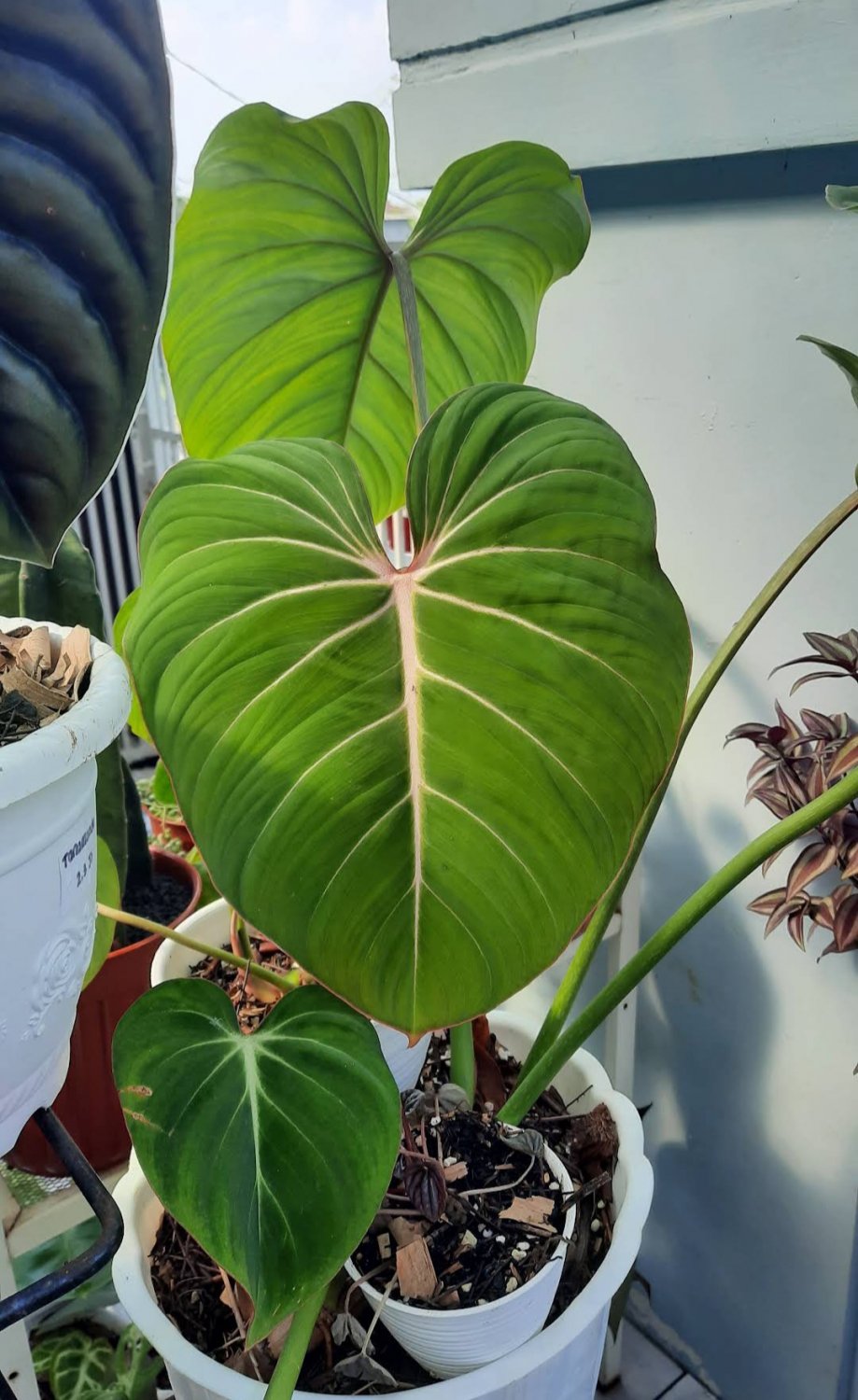Philodendron gloriosum starter Flower Home Rare Plant Live Easy Care Live Plant