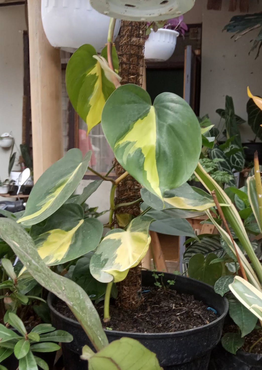 Brasil Philodendron Variegated RARE Flower Home Plant Live Easy Care Live Plant
