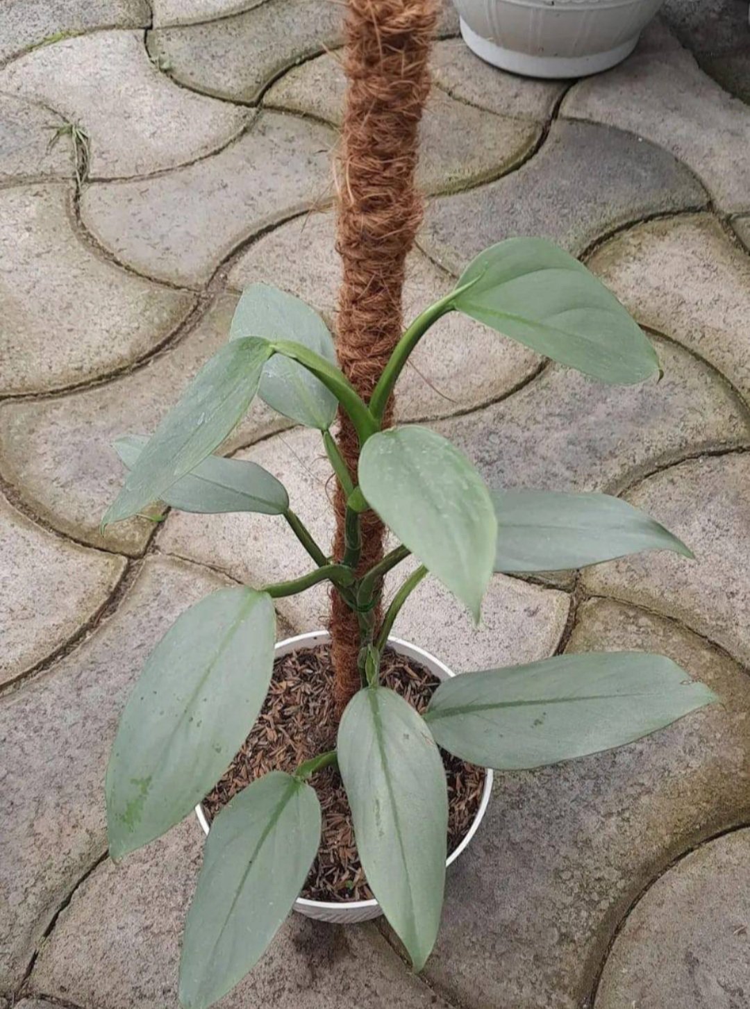Philodendron "Silver Sword" RARE Flower Home Plant Live Easy Care Live Plant
