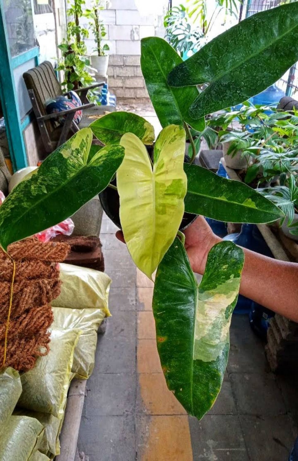 Variegated Burle Marx RARE Flower Home Plant Live Easy Care Live Plant