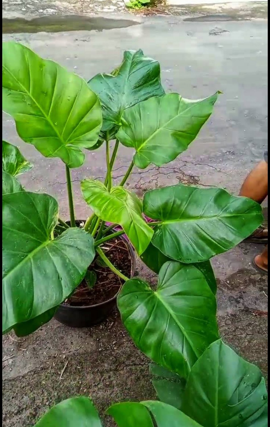 philodendron Green Bay Plant RARE Flower Home Plant Live Easy Care Live Plant