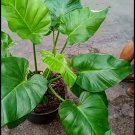 philodendron Green Bay Plant RARE Flower Home Plant Live Easy Care Live Plant