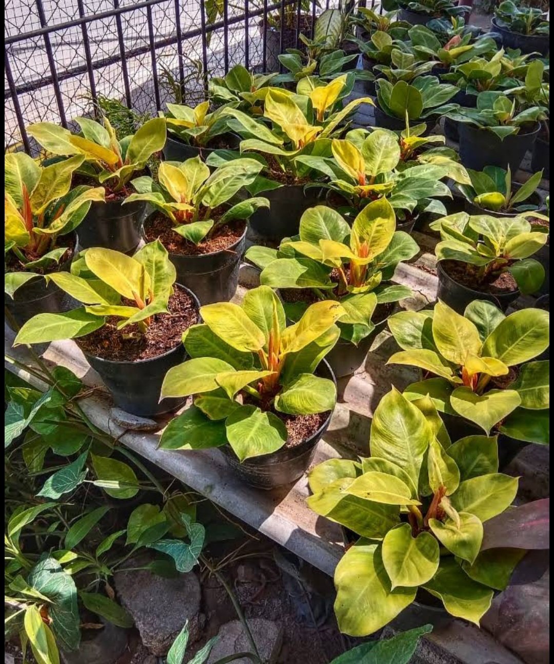 philodendron Lemon Orange Plant RARE Flower Home Plant Live Easy Care Live Plant