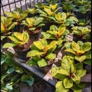 philodendron Lemon Orange Plant RARE Flower Home Plant Live Easy Care Live Plant