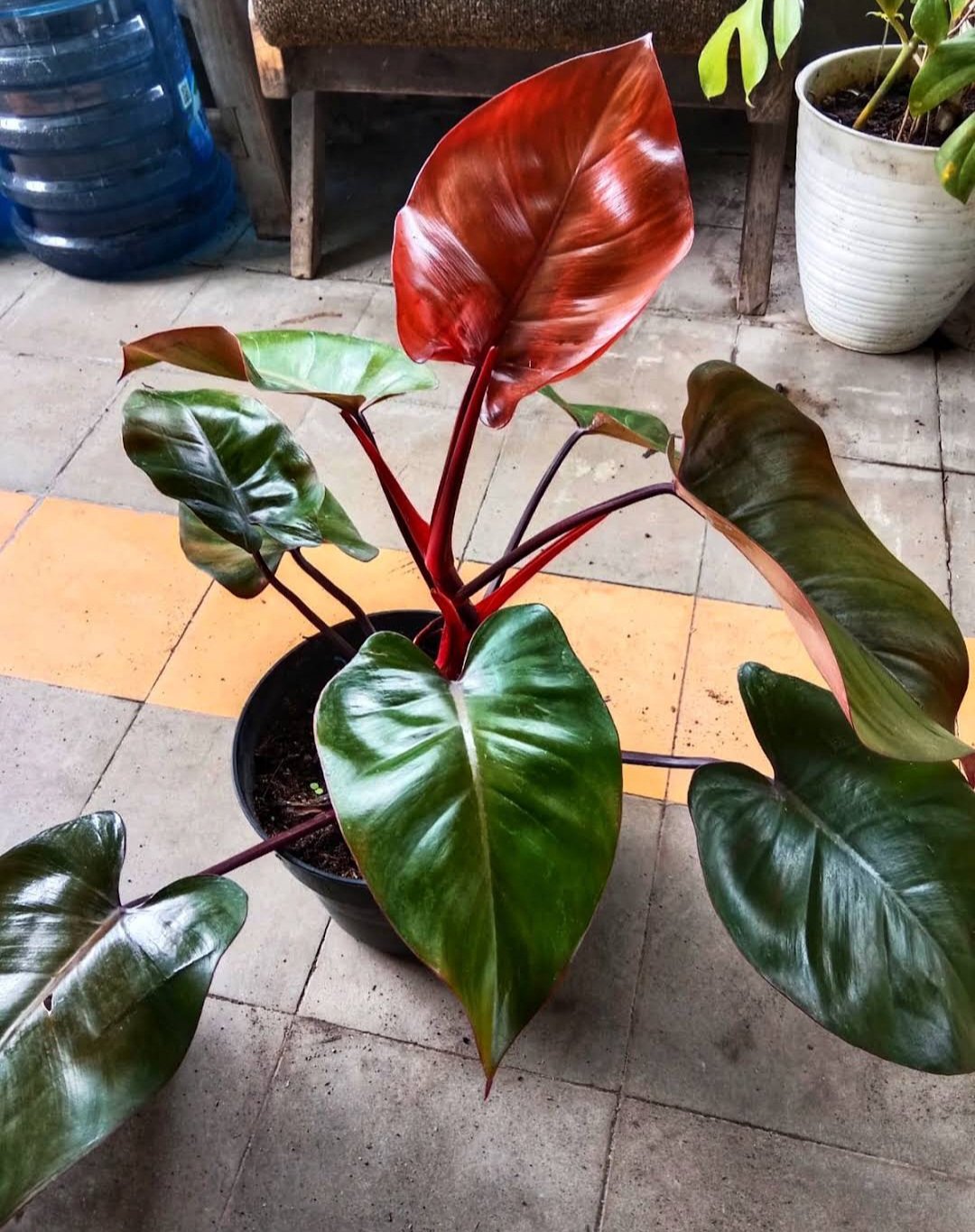 Blushing philodendron Red Plant RARE Flower Home Plant Live Easy Care Live Plant