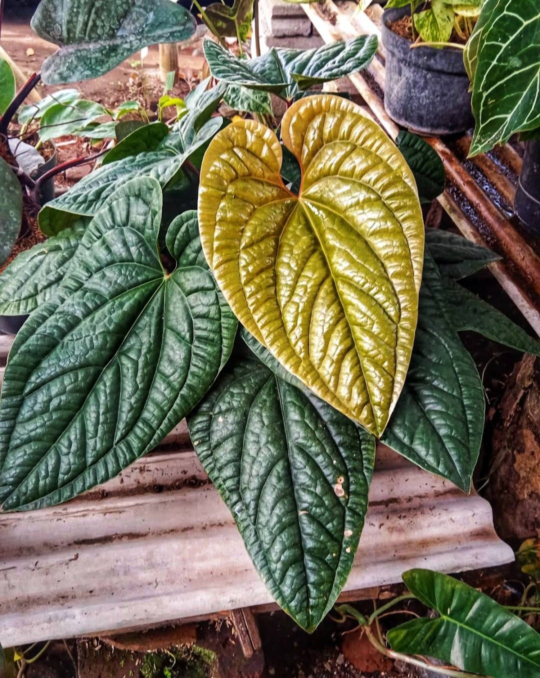 anthurium radicans Plant RARE Flower Home Plant Live Easy Care Live Plant