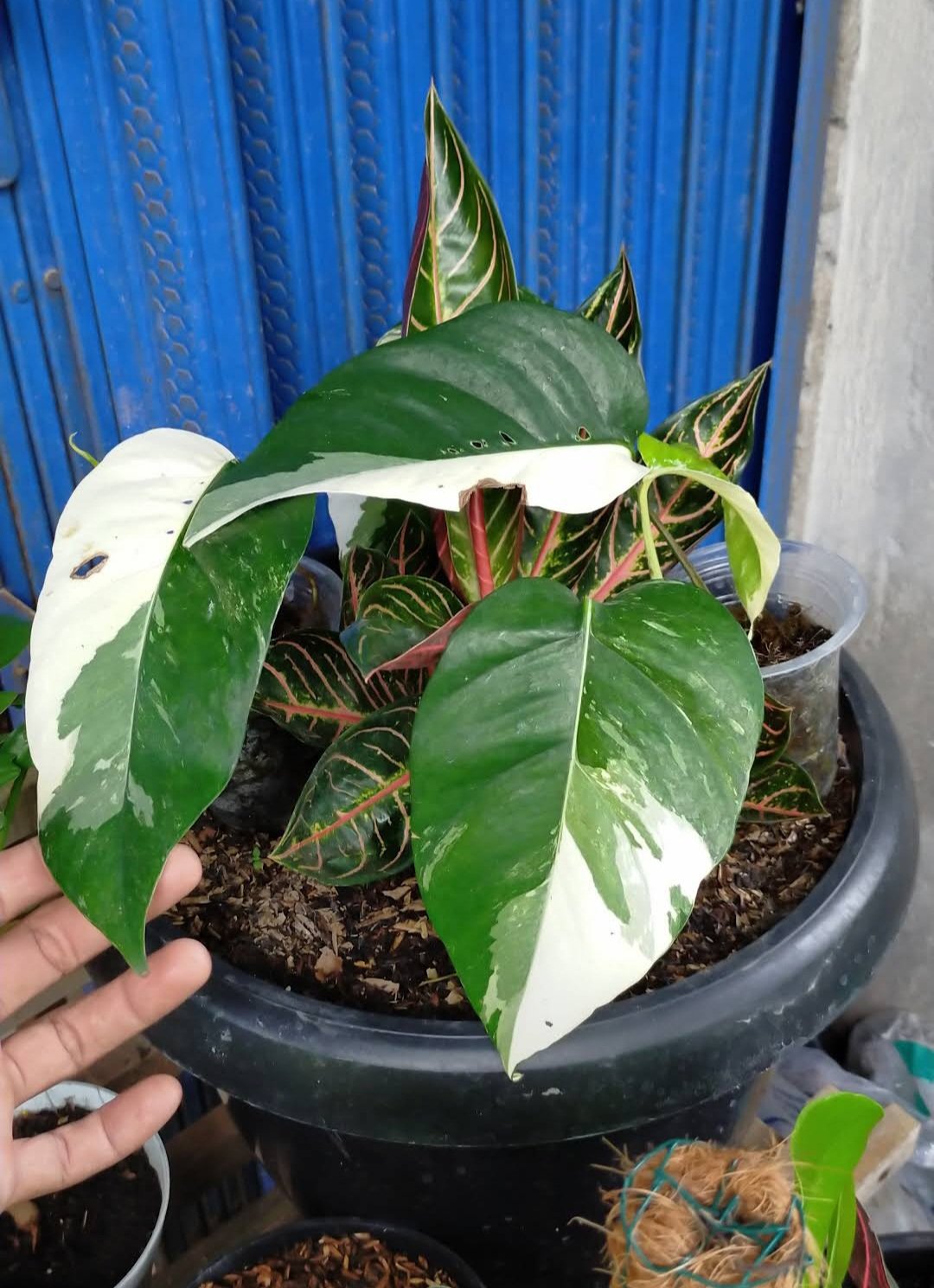 Epipremnum pinnatum variegata Plant RARE Flower Home Plant Live Easy Care Live Plant