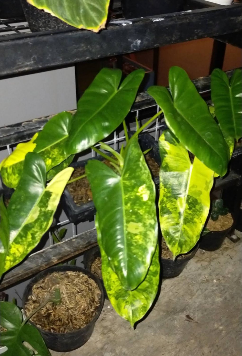Philodendron Burlemark Varigata Plant RARE Flower Home Plant Live Easy Care Live Plant